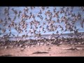 Sandpipers - Guantanamera 