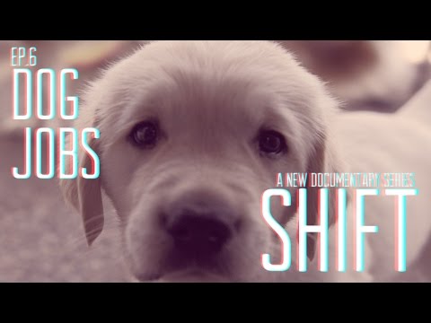 , title : 'Shift Episode 6 | Dog Jobs'