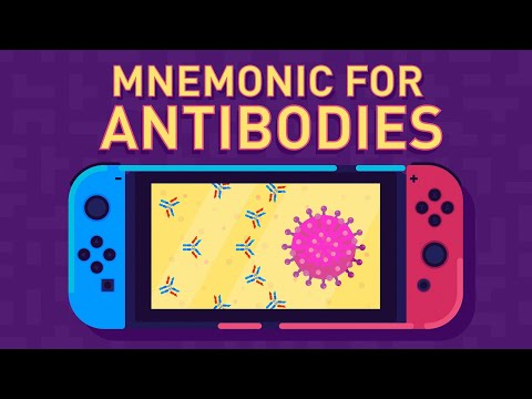 Antibodies and Their Function