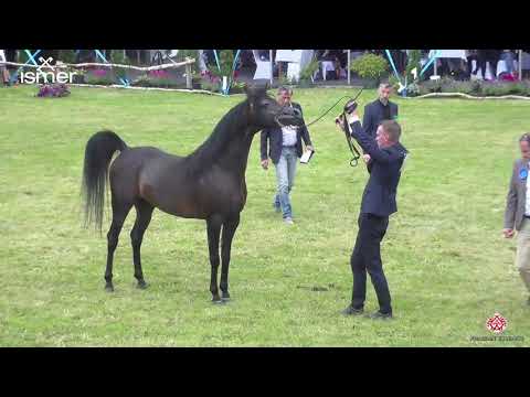 N 66 MARWADEE DEL MAR   Strohen 2020 European   4 6 year old stallions Class 12