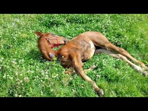 Mafi - absolutní pohodnlí