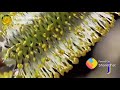 Muthumani Mala Ringtone
