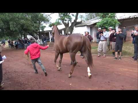 Apresentação Animais 4º GP AMIGOS DO MARCIANO - São Sepé-RS
