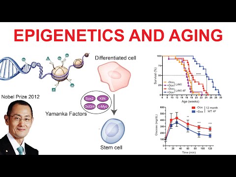 Does Your Epigenome Control Your Age?
