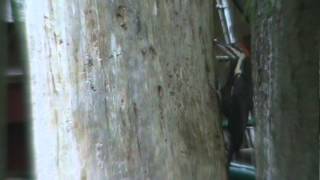 preview picture of video 'Pileated Woodpecker Port Orchard Washington'
