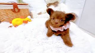 ハーフ犬の動画01