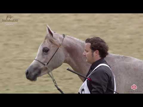 N 89 AUF AL SHAQAB   10th Qatar International Arabian Peninsula Horse Show 2020   Yearling Colts