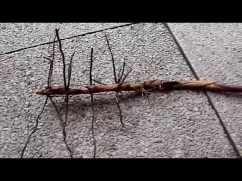 Bambus sendet Späher - NewWonder555