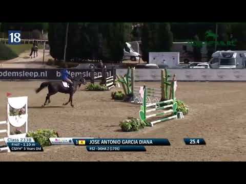 Doha Z (Dominator x Cavalier) 5yo Sunshine Tour 5th week