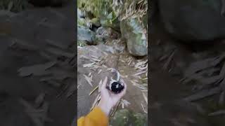 Download lagu pikat burung kacer air mp3