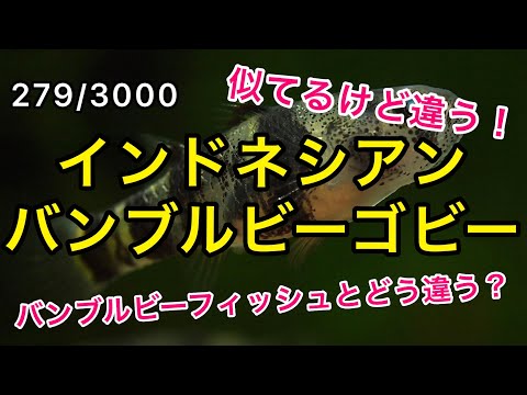 ハチハゼ (Brachygobius xanthozonus)