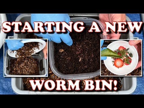 How I Start A New Worm Bin & 6 Day Check In! | Vermicompost Worm Farm