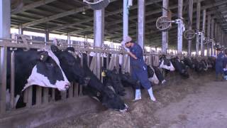 TH true MILK hé lộ mô hình trang trại bò sữa hữu cơ