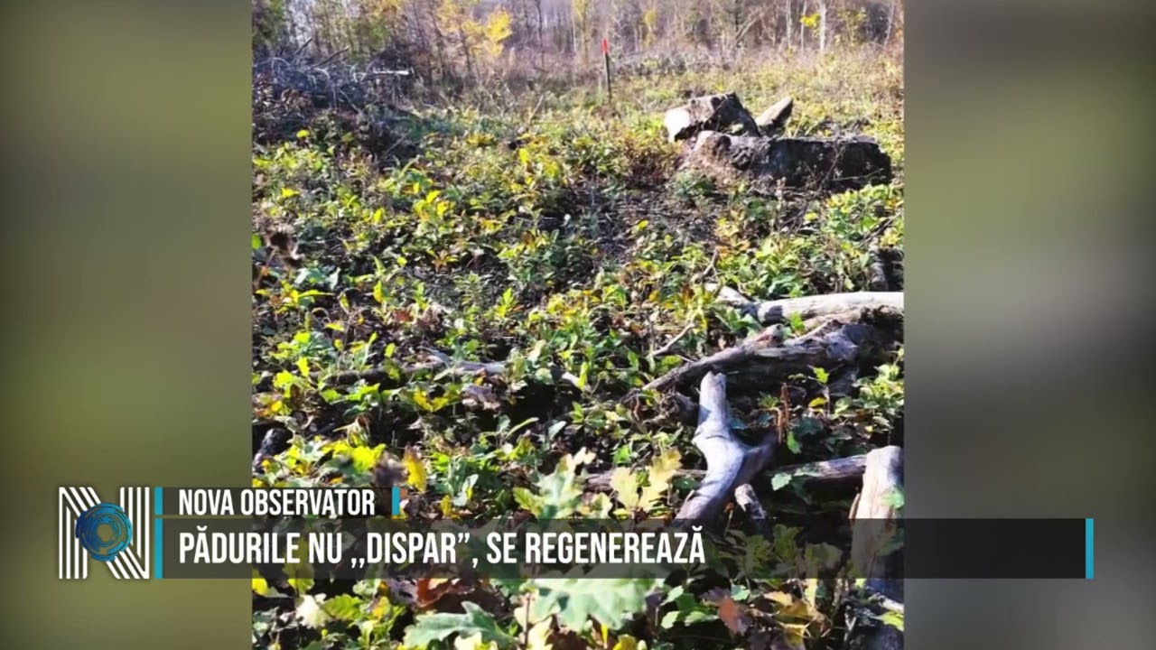 Pădurile nu ,,dispar”, se regenerează