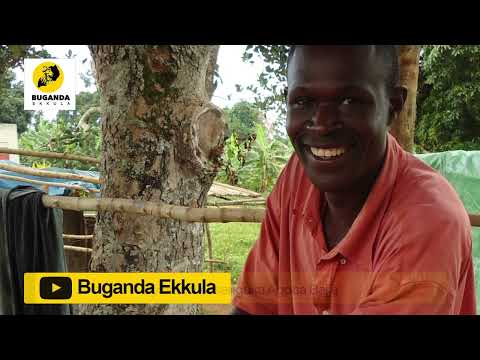 ebyakuno - Engero N'amakulu - Buganda Ekkula