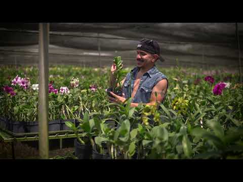 Omar Quezada - Como Agüita De Lluvia (Video Oficial)