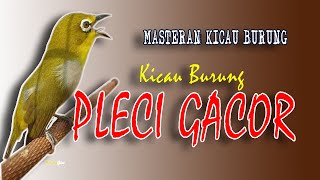 Download lagu Kicau PLECI GACOR, Terapi burung paling efektif agar cepat Ngalas dan Gacor rutin. mp3 Download lagu Kicau PLECI GACOR, Terapi burung paling efektif agar cepat Ngalas dan Gacor rutin. mp3