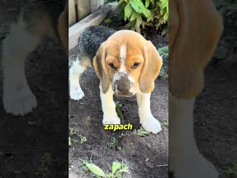 TOP 5 psów, które KOCHAJĄ kopać 🐶⛏️