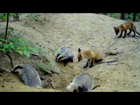Borsuk i lis , Badger and fox, nora borsuka, nora lisa, paweł i gaweł, dachs, fox, jaźwiec odgłosy