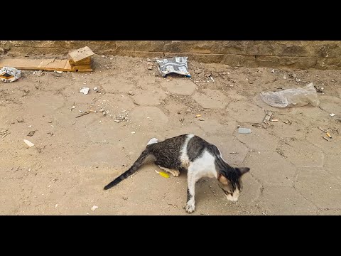 (How did this cat survive after being run over (before and after rescue