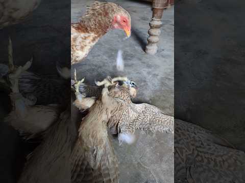 Rooster 🐔 Always Annoys Falcon 🦅 (Part 2) #shorts #eagle #animals #wildlife #rooster