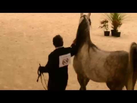 Profender KA & Juan Murillo - Normandie Arabian Festival Saint-Lô 2014