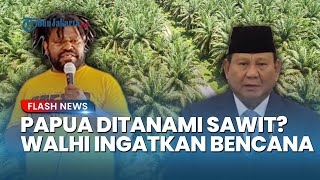 WALHI Wanti-wanti Rencana RI 1 Ingin Papua Ditanami Sawit: Masyarakat Adat Tak Ingin Kena Bencana
