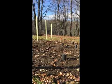 How to Grow Grape Vines - Part #4 - Getting ready to plant in the Fall