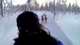 preview picture of video 'Husky Safari Harriniva Muonio Finland (Lapland) Part1 UNCUT'