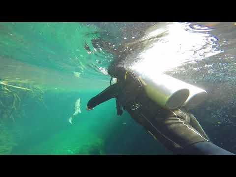Flying Fish Water Sports Tulum Casa Cenote Crocodile