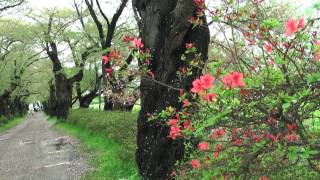 preview picture of video '岩手の旅＃4　桜散った北上展勝地とみちのく民俗村を歩く　2012/05/05'