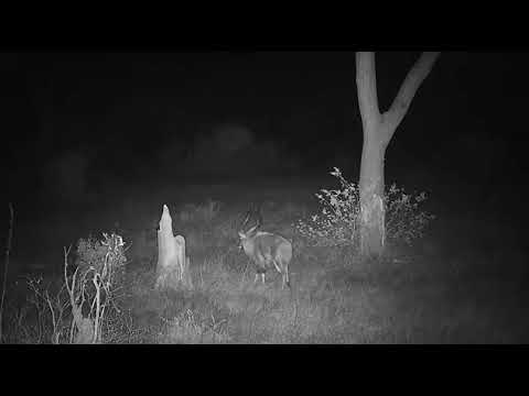 Djuma: Nyala bull at night in the rain - 19:41 - 09/30/20