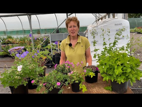 Geraniums for Every Spot in the Garden