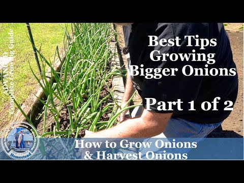 download lagu mp3 mp4 In Which Country Do Red Onions Originate, download lagu In Which Country Do Red Onions Originate gratis, unduh video klip In Which Country Do Red Onions Originate