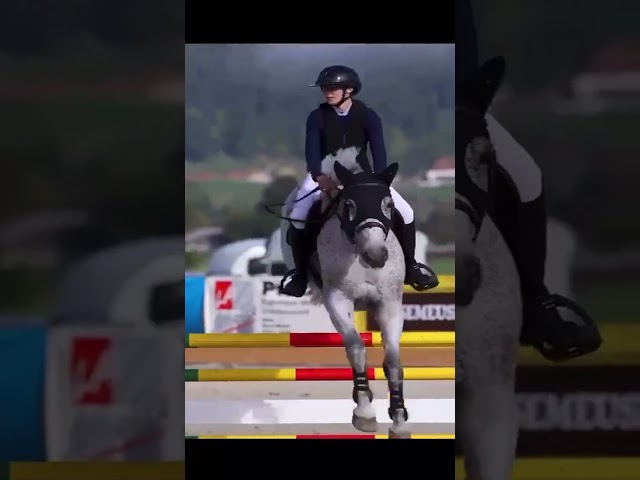 Hongre de 12 ans à vendre