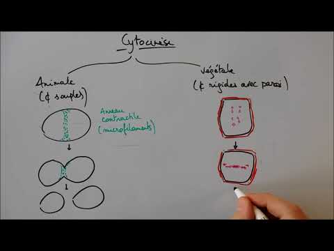 Division cellulaire : Mitose et cytocinèse