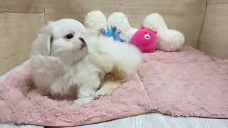 ペキニーズの動画01