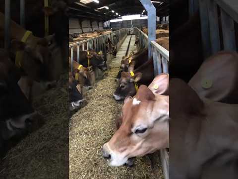 Jersey cow farm | dairy farm in Punjab India|