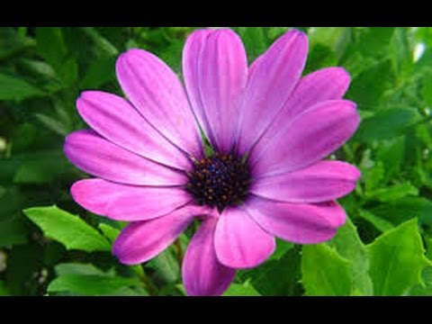 MONTAGEM -  FORMAÇÃO DA FLOR 2