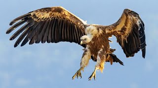 Tswapong Hills: Eagle Sanctuary [Botswana: Wild Kingdom Documentary] | Wild Things