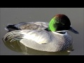 To a Waterfowl: A Rap Parody of "Feel Good Inc ...