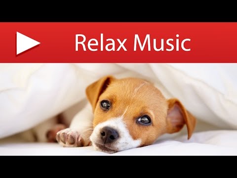 The Secret Life of Pets - Pet Therapy Music for Animals at Home Alone