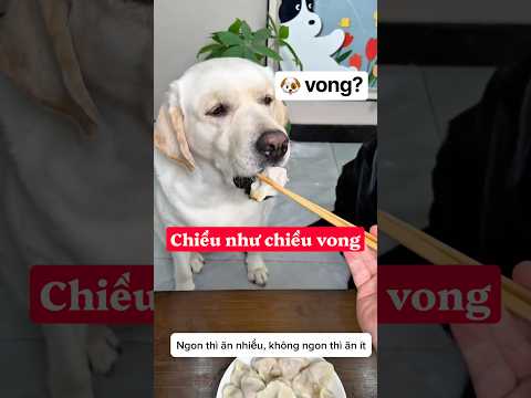 Chiều như chiều vong #pets #dongvat