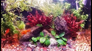 Bleached Aquarium 4 Week Update | Did The Plants Survive?
