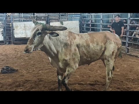 Tourada 2 irmãos - Carira-se