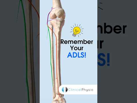Memory Aid for nerves of lower limb:  ADLS