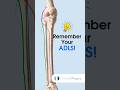 Memory Aid For Nerves Of Lower Limb ADLS