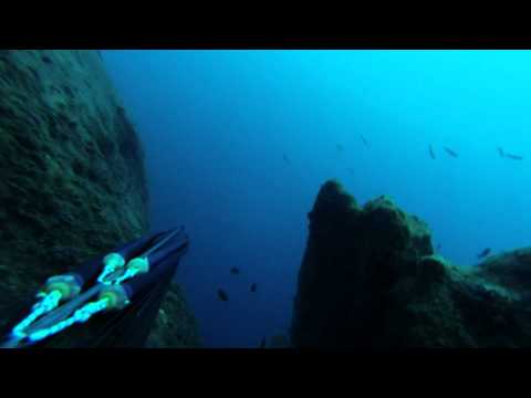 Agguato semi-profondo alla Tanuta (Spondyliosoma cantharus)