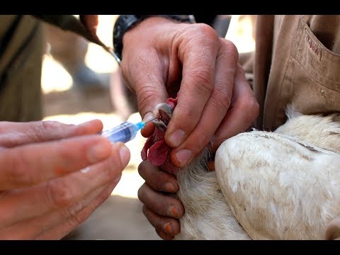 , title : 'Tavuklarda Kursak Hastalıkları, Kursak Tıkanması'