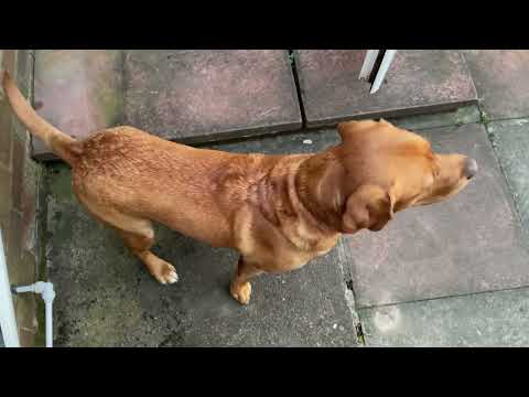 Stanley seeks a Yorkshire pudding in the back garden.